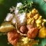 Cuisine au Sri Lanka Découvertes culinaires