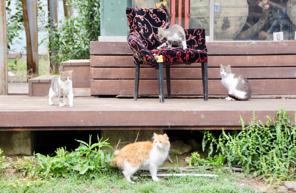 Istanbul en 4 jours : les chats